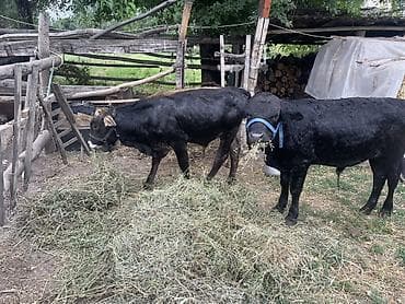 купить богомола: Продаю | Бык (самец) | На откорм | Привязанные — 7