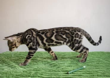 купить породистых котят: Бенгальские котята новый помет. Элита кошачьего мира.Питомник бен гла — 7