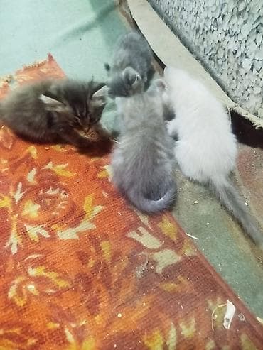 Котята пушистые разноцветные. Описание: - Помёт из нескольких котят at lalafo.kg Котята пушистые разноцветные. Описание: - Помёт из нескольких котят