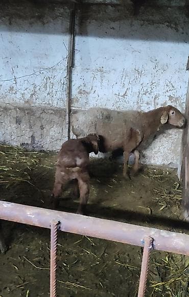 индюшата биг6: Продаю | Овца (самка) | Для разведения | Матка — 1