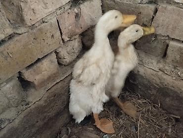 продаю голубь: Птицы — 2