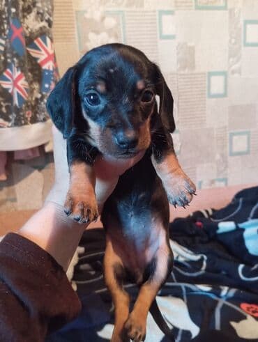 питбуль купить в бишкеке: Готовятся к бронированию щенки таксы . Родились 22 октября — 21