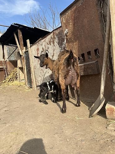 собаки немецкая овчарка: Продаю | Козлёнок | Зааненская, Битал — 2