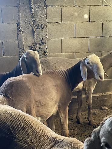 Продаю | Баран (самец) | Для разведения | Матка