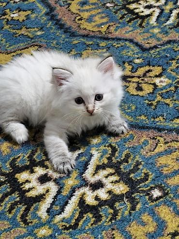 Мышыктар: Отдаю котят в добрые руки Котята домашние, от одной кошки-первокотки — 3