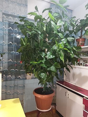 цветок глобус: Гибискус комнатный (китайская роза) в крупном горшке - Высокий — 5