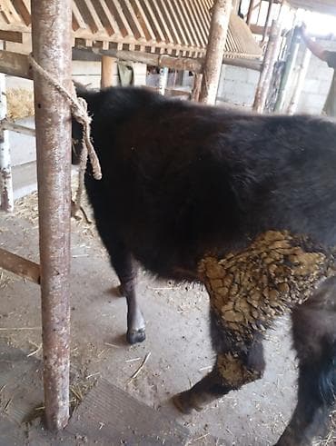 доска объявлений рыбы: Продаю | Бык (самец) | На откорм | Привязанные — 2