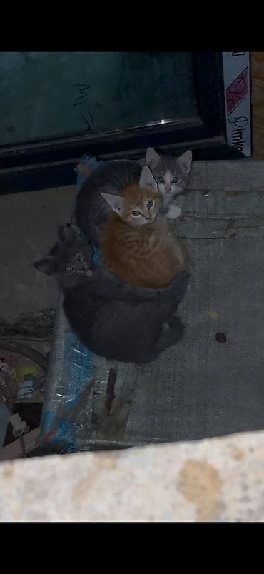 котята г ош: 🆘 Срочно ищем дом котятам 🐾 Во дворе, внутри подвала, кошка родила — 1