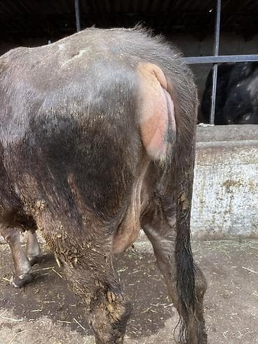 кобыла жеребая: Продаю | Корова (самка) | Для молока | Стельные — 6