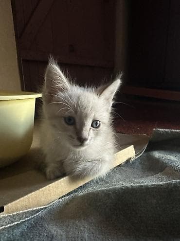 кошка шатланская: Кошка даром: Беспородная, 2 месяца, Девочка, Приучена к лотку — 2