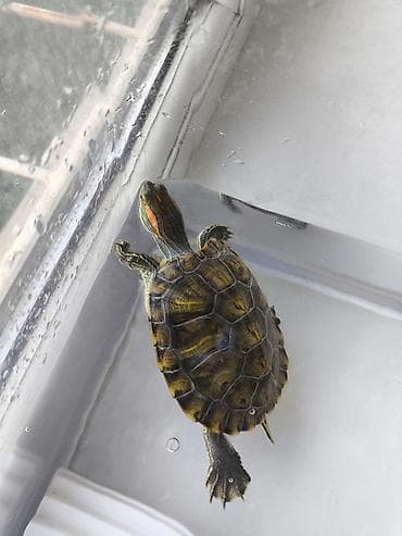 живые черепахи: Красноухая черепаха (Trachemys scripta elegans) с комплектом — 3