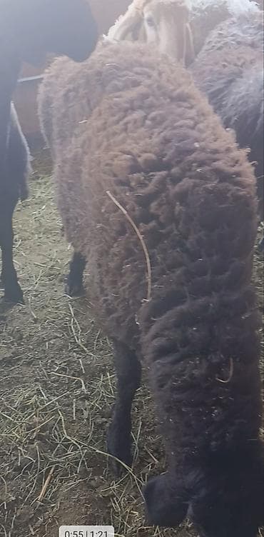 Айыл-чарба жаныбарлары: Сатам | Ургаачы кой (ургаачы) | Союуга — 2