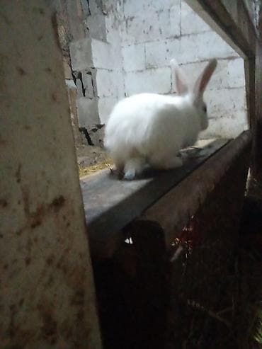 купить собаку пекинес: Продаю | Крольчата | Для разведения | Племенные — 7