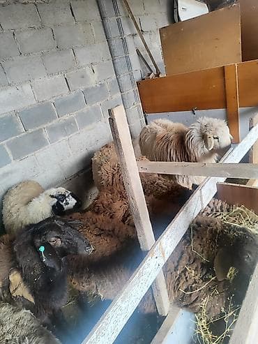 яйца биг 6: Продаю | Овца (самка) | Полукровка | Для разведения | Матка — 2