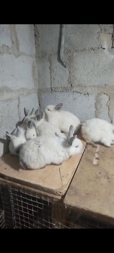 хорек купить бишкек: На продаже КРОЛИКИ всех пород и возрастом розница и оптом по самым — 4
