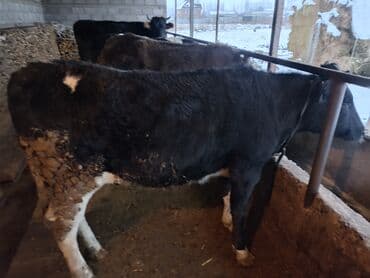 Сатам | Кунаажын | Голштин | Бордоп семиртүү үчүн | Байланган — 9