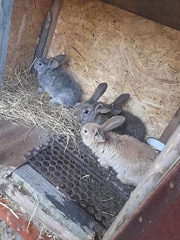 кролик самка: Продаю | Крольчата | Серый великан | Для разведения — 2