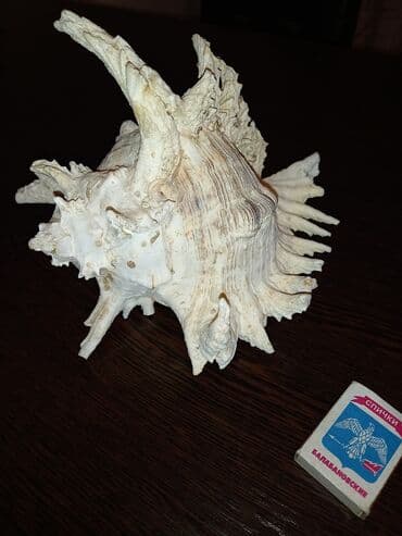 коллекционные монеты: Продаю ракушку Мурекс-рамозус. ИЗ ИТалии — 1