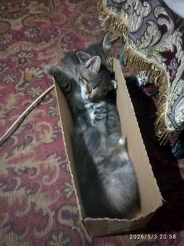 Кошки: Котята, помёт из нескольких малышей. Окрас в основном тигровый — 2