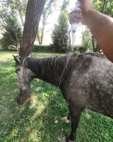 Грызуны: Ветеринар на выезд работаем со всеми видами животных. лечения до — 3