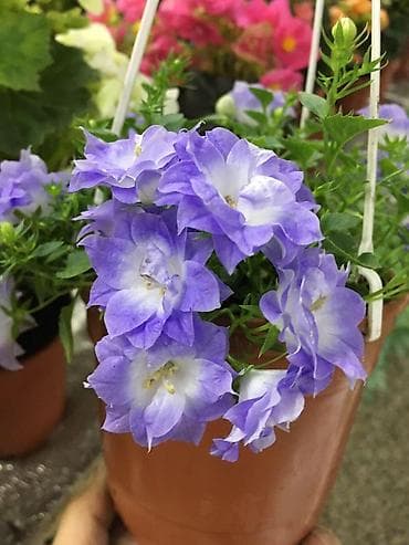 Кампанула (жених и невеста)