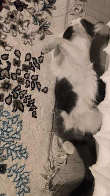 шотландский вислоухий длинношерстный кот цена: Кошка даром: Беспородная, Мальчик, Приучена к лотку — 3