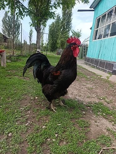 гриз бар цыплята фото: Продаю | Петух | Для разведения — 3