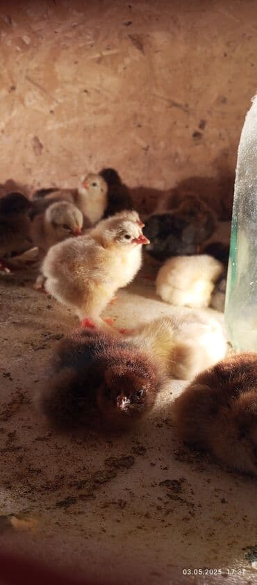 поющие птицы: Цыплята😉🐣🐤
суточные — 2