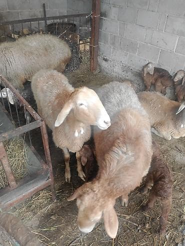 калганы: Сатам | Ургаачы кой (ургаачы), Козу | Аргын | Көбөйтүү үчүн | Козулаган — 7