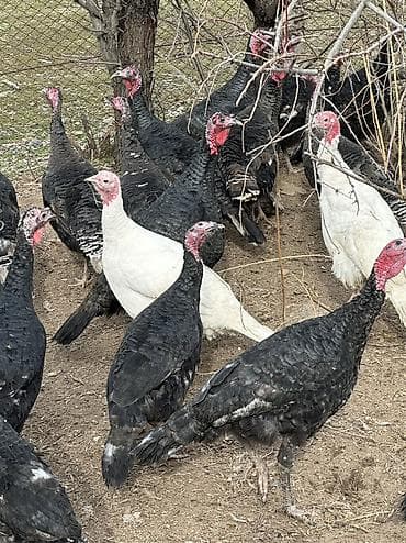 Кошки: Продаю | Индюшка (самка), Индюк (самец) | Черный принц, Северокавказская | На забой, Для разведения | Племенные — 10