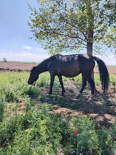 жаныбарлар: Сатам | Бээ (ургаачы) | Жумушка — 9