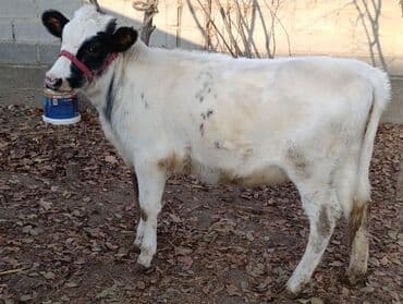 куплю французского бульдога: Продаю | Тёлка, Музоо, торпок | Бельгийская | Для разведения — 1