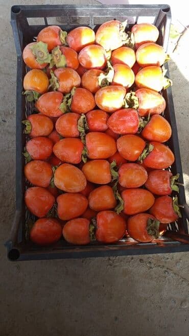 превосходный сорт яблок: Хурма свежий урожай - Сорт: восточная (крупноплодная, сладкая, с — 1