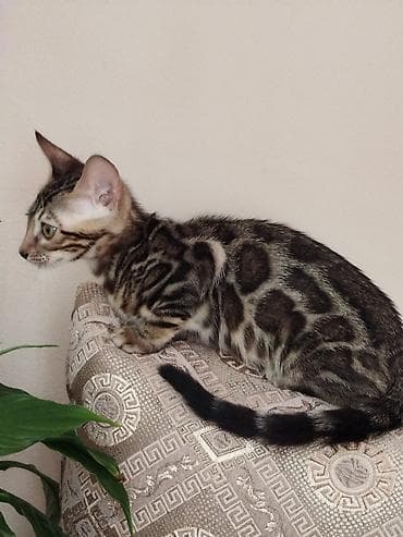 бенгалская кошка даром: Бенгальская, 3 месяца, Девочка, Шоколадный, Приучена к лотку, Проглистована, С документами — 9