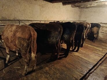 коровы высокоудойные: Продаю | Бык (самец) | Полукровка | На откорм | Привязанные — 4