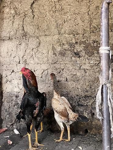 Вязка собак: Продаю | Петух | Бойцовая | Для разведения — 10