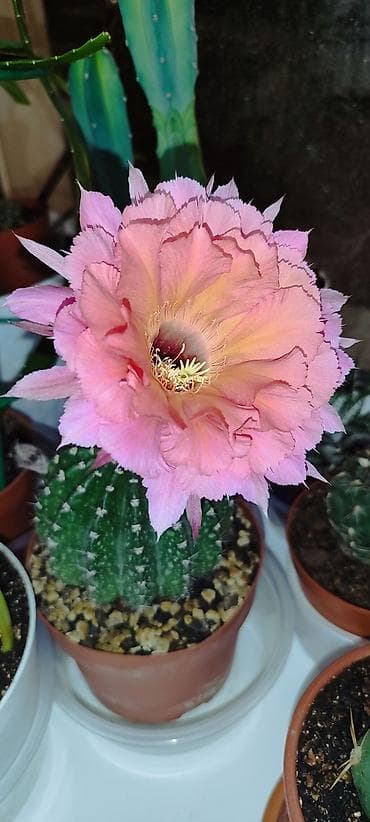 гортензия цена бишкек: Продаю комнатные цветы аглаонема трейбе - 150 сом сансиверия 100- 150 — 6