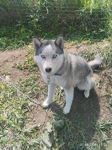 продаётся шпиц: Сибирский хаски с голубыми глазами. - Окрас: серо-белый, классическая — 1