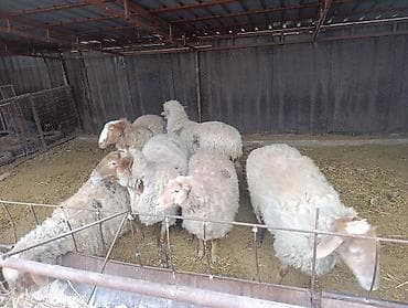 кошка батон: Продаю | Овца (самка) | Для разведения | Матка — 2