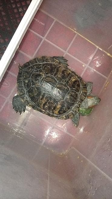 А/ч жаныбарлары үчүн тоюттар: Красноухие черепахи (Trachemys scripta elegans) отдам с кормом итд со — 2