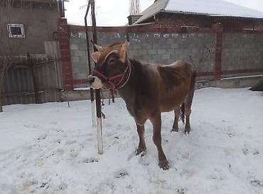 Аквариумы: Продаю | Корова (самка) | Швицкая | Для молока | Стельные — 4