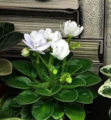 петуния цветы: В продаже детки сортовых мини и полумини фиалок 🌺🌿🌺. Есть черенки — 14