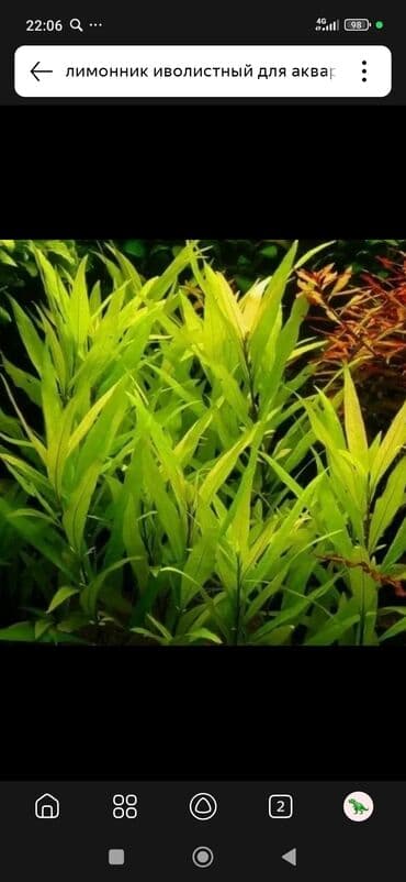 Собаки: КУПЛЮ предложение в лс — 4