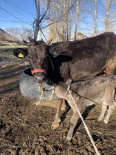 продаю собака: Продаю | Корова (самка) | Полукровка | Для молока | После отела — 5