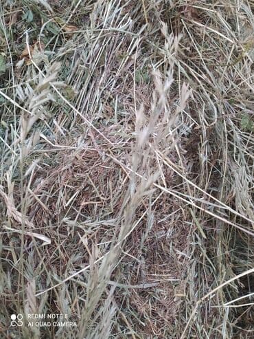 собака дом: Сено в тюках (прессованное), укрыто под плёнкой. Заготовка из луговых — 7