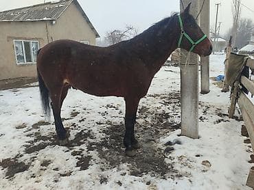 стар 53: Продаю | Жеребец | Кара Жорго | Для разведения | Племенные — 3