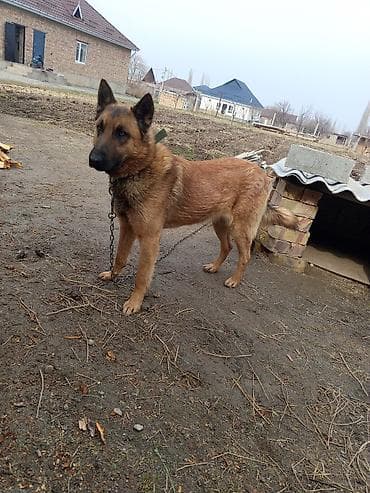 собаку хаски: Бельгийская овчарка, 1 год, Самец, С прививкой — 4