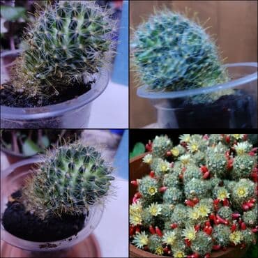 Декор и интерьер: Хлорофитумы. распродажа Хлорофитум - можно по праву назвать — 20