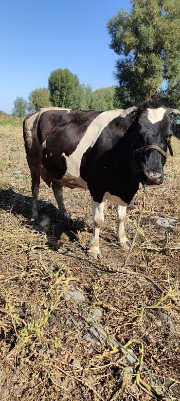 корова дойный: Продаю | Бык (самец) | Голштин | Для разведения | Племенные — 2