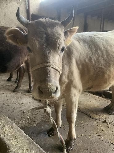 мышык сатам: Сатам | Уй (ургаачы) | Байланган — 4